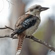 kookaburra sits in the old gum tree lead sheet / fake book marion sinclair