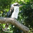 kookaburra sits in the old gum tree lead sheet / fake book marion sinclair