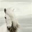 mi caballo blanco my white horse solo guitar chilean folksong