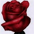 o my love is like a red, red rose satb choir simon carrington