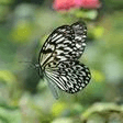 paruparong bukid the butterfly field guitar ensemble traditional filipino folk song