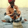 snake charmer guitar ensemble traditional indian