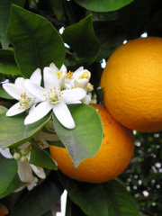 Product picture to: The Orange Blossom Special